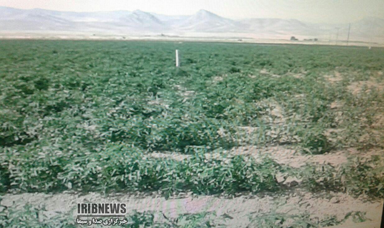 بیش از80 درصد از محصولات زراعی و باغی بدون بیمه