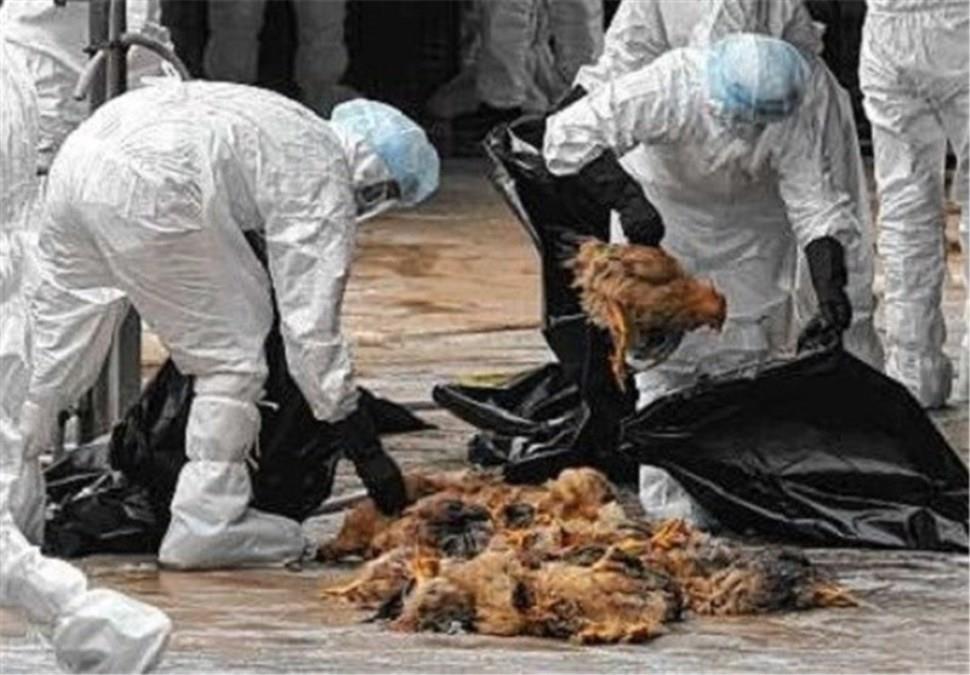 خسارت 310 میلیارد تومانی آنفلوآنزای فوق حاد پرندگان به مرغداران/  نزدیک 20 میلیون قطعه مرغ از بین رفت