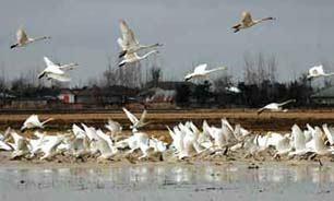 افزایش مهاجرت پرندگان به تالاب های گیلان