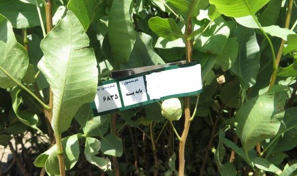 ضرورت ترغیب مردم و باغداران به کاشت نهال‌های شناسنامه‌دار