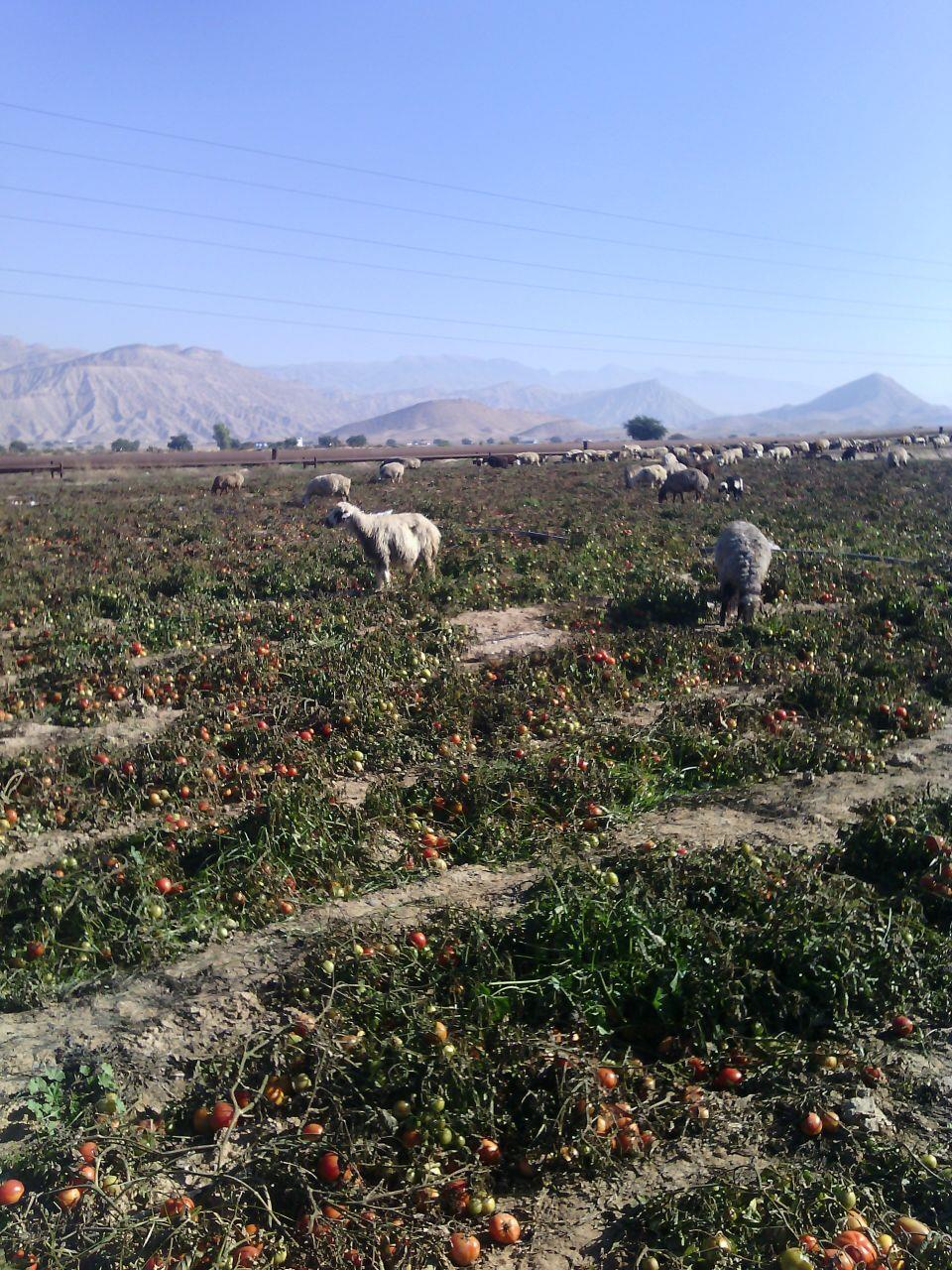 محصولات کشاورزان دشت لیشتر گچساران خوراک دام‌ها شد+ تصاویر