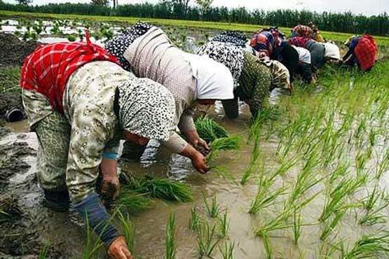 سلامت محصولات کشاورزی کنترل می‌شود/برنج مازندران در راه روسیه