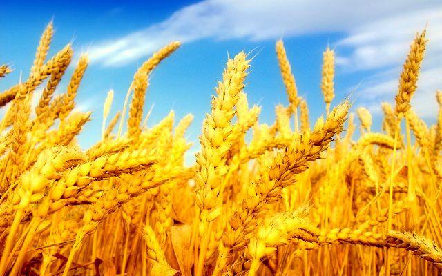 پیش‌بینی خرید 250 هزار تن گندم از کشاورزان استان قزوین
