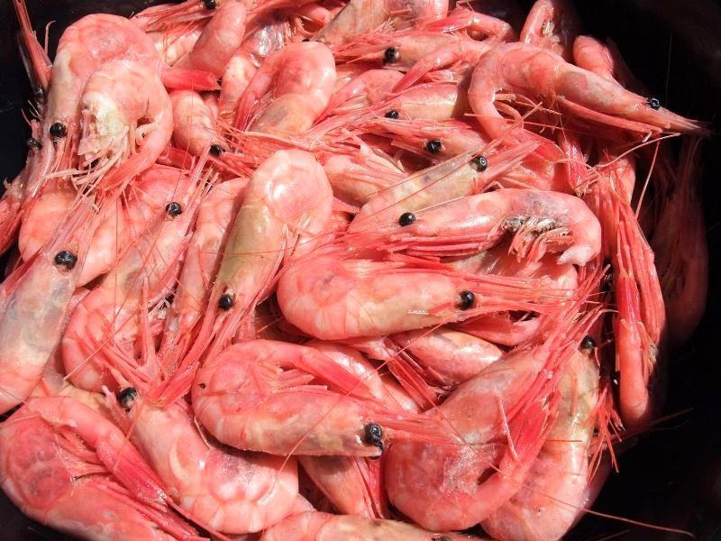 کاهش تعرفه‌های صادرات آبزیان به اتحادیه اروپا وارد فاز جدیدی شد/ بخش خصوصی وارد مذاکره با کشورهای شرق آسیا می‌شود