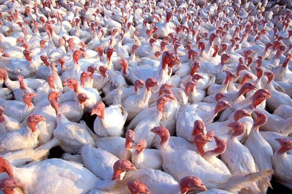 تولید 5000 تن گوشت بوقلمون در اصفهان / صادرات 200 تن به خارج از کشور