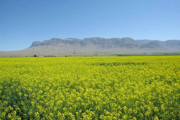 آغاز کشت کلزا در چهارمحال و بختیاری