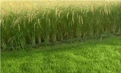 طرح خوداتکایی 65 درصدی برنج تدوین شد/ کاهش سطح کشت برنج استانهای خارج از شمال