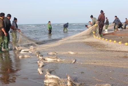 مدیرکل شیلات گلستان: وضعیت ذخایر آبزی دریای خزر نگران کننده است