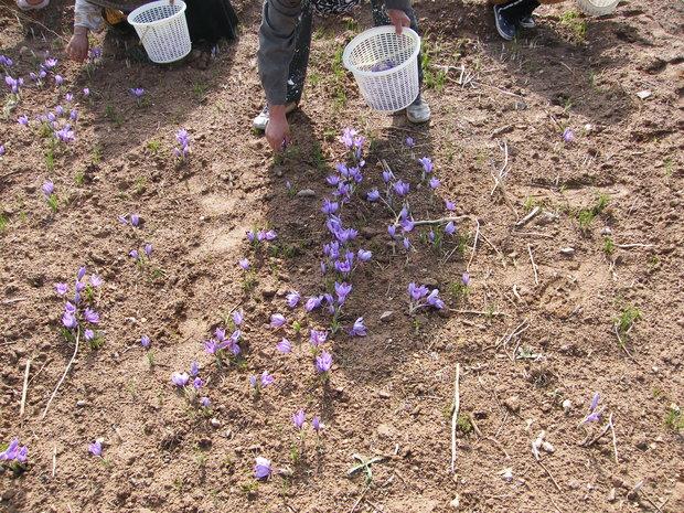 زمین های کشاورزی زنجان مستعد کشت زعفران/استقبال از تولیدطلای سرخ