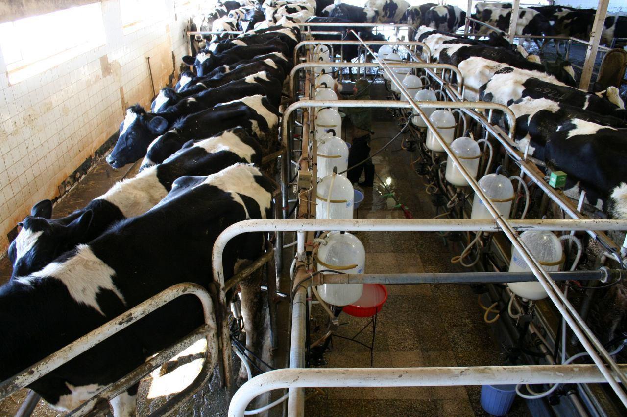 تجهیز 17 هزار هکتار از اراضی حاصلخیز کشت و صنعت مغان به آبیاری مدرن / افزایش تعداد گاوهای شیری تا 10 هزار رأس