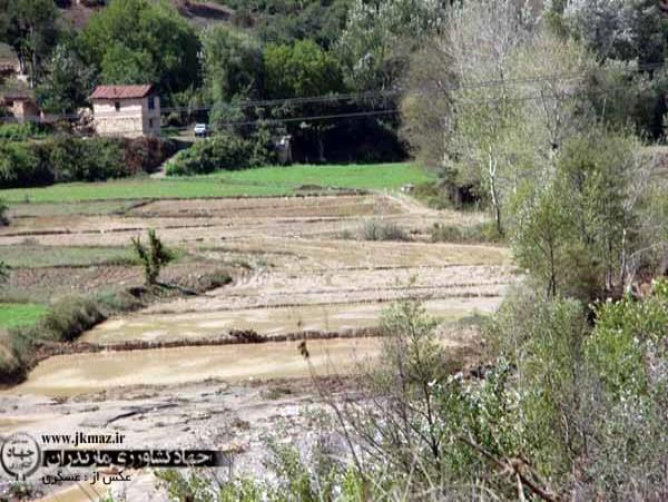 توفان ۶۶.۵ میلیارد تومان به بخش کشاورزی قائم شهر خسارت وارد کرد