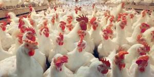 چرا هزینه تولید مرغ در کشور هنوز بالاست ؟