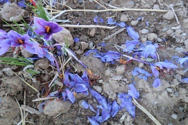 خسارت 500 میلیارد ریالی سرمازدگی به کشاورزان خراسان رضوی