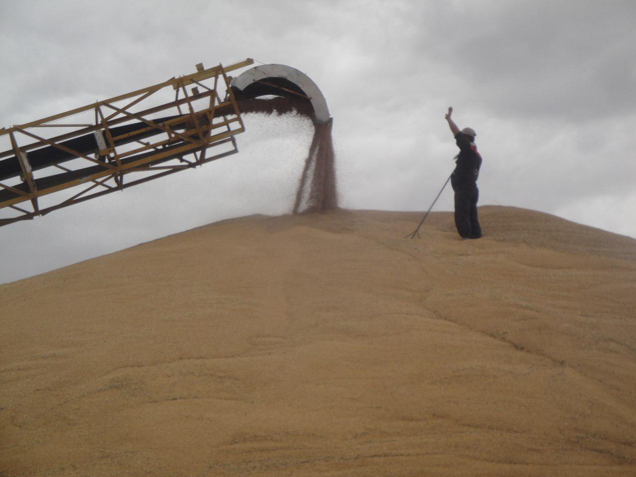گندمکاران سود تاخیر پرداخت بهای گندم خود را از دولت می گیرند