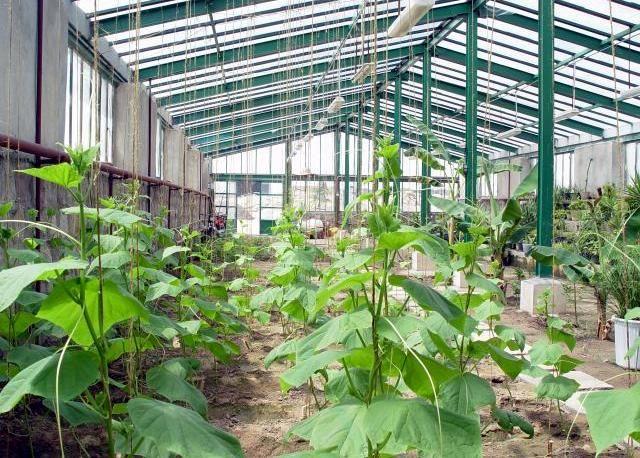 در سال جاری مجوز تأسیس ۱۰۰هکتار گلخانه در شهریار صادر شده است