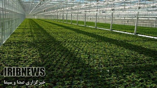 اعطای تسهیلات به واحدهای تولیدی کشاورزی زنجان تا پایان آبان