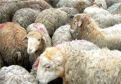 معاون وزیر جهادکشاورزی از ایستگاه پرورش گوسفندکردی شیروان بازدید کرد