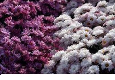 جشنواره ملی گل در محلات ظرفیتی است که باید در توسعه کشاورزی جدی گرفته شود