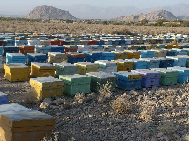 بیش از 60 هزار کلنی زنبور عسل در خنج مستقر شد