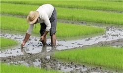 عوامل مؤثر بر کاهش قیمت بینالمللی محصولات کشاورزی و تداوم روند کاهشی/کاهش ۲.۹ درصد قیمت جهانی لبنیات