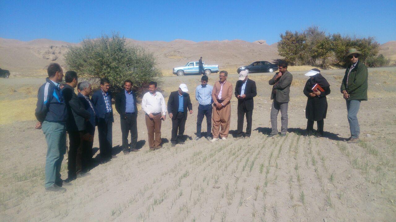 سبز شدن مزرعه گندم دیم در کردستان با بهره مندی از کشاورزی حفاظتی