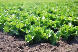 تاثیر کاهش دما بر  محصولات کشاورزی