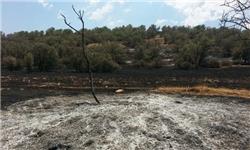 خشکیدگی بلوط و آتشک شمشاد تهدید جدی جنگل های ایران است