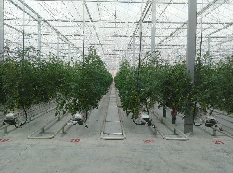 توسعه بزرگترین گلخانه کشور ادامه دارد/ ساخت بزرگترین گلخانه منطقه در ارس +عکس