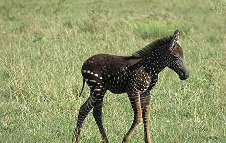 کشاورزی که با یک