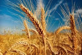 گزارشی خواندنی و کاربردی در خصوص تولید و تجارت گندم در آمریکا-آمریکایی ها چگونه 63 میلیون تن گندم تولید می کنند+ نمودارهای تفکیکی