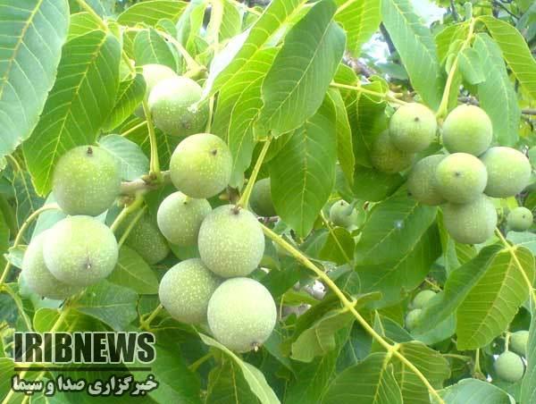 جوانسازی باغهای گردوی کردستان