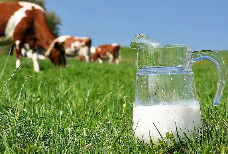 ارائه مشوق برای توسعه صادرات پایدار، ضروری است/ کاهش قیمت شیرخام با کشاورزی فراسرزمینی