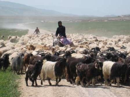 تفاهمنامه همکاری مشترک سازمان نظام مهندسی کشاورزی و انجمن صنایع خوراک دام، طیور و آبزیان امضا شد