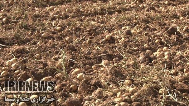 برداشت 165هزار تن سیب زمینی پاییزه ازاراضی کشاورزی استان زنجان