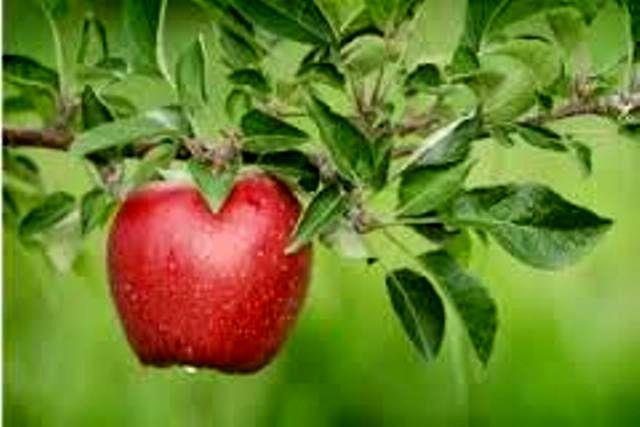 تولید سالانه 35 هزار تن سیب گلاب در اصفهان