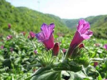 کارگاه آموزشی گیاهان دارویی در هزارجریب نکا برگزار می شود