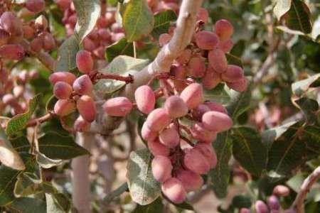 پیش بینی برداشت بیش از 130 هزار تن پسته در استان کرمان