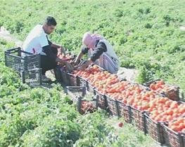 کشاورزان خوزستانی همچنان محروم از حق معوض کشت