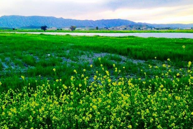 خسارت ۲۹۰۰میلیاردی به کشاورزی فارس/ بارندگی‌ها۳۳ درصد کم شد