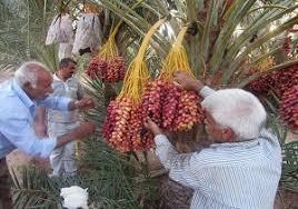 رونق کار و تلاش در نخلستان های بافق