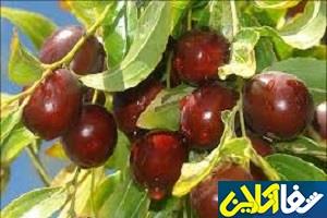 عناب، گزینه مناسب برای کاهش وزن