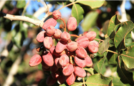 کاشت پسته به جای انار در قم