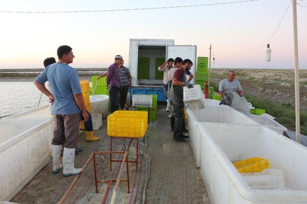 نواقص صادرات میگو در گلستان باید برطرف شود