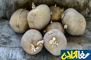 آیا سیب‌زمینی‌های جوانه‌زده سمی هستند؟