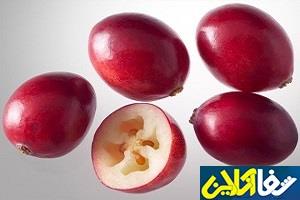 دارویی طبیعی برای پیشگیری از سرطان