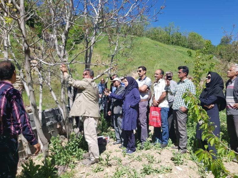 جوان سازی درختان گردو شمیرانات آغاز شد