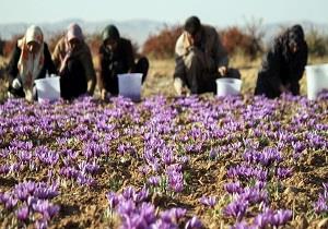 آغاز برداشت زعفران از مزارع آذربایجان غربی