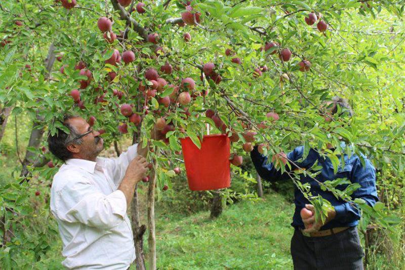 احیای سیب زنوز نیازمند عزم جدی نهادهای مسوول است