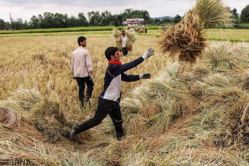 گرانی نهاده های کشاورزی و کمبود نقدینگی شالیکاران مازندران