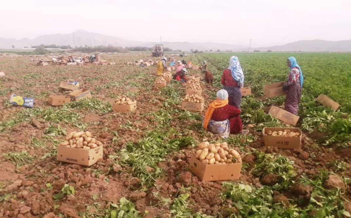 برداشت سیب زمینی در حاجی آباد آغاز شد